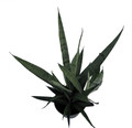 Silver Streak Snake Plant - Sansevieria - Impossible to kill! - 6" Pot