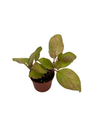Belize Flame Violet - Episcia - 2.5" Pot - Great House Plant