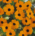 Vivid Orange Black Eyed Susan Vine - Thunbergia - NEW! - 2.5" Pot