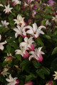 Princess Kate Texensis Clematis Vine - Pink & White - NEW! -2.5" Pot