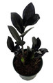 Rare Black Raven ZZ Plant - Zamioculcas zamiifolia - 4" Pot - Collector's - World's Easiest House Plant