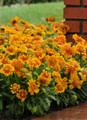 Mesa™ Peach Blanket Flower - Gaillardia - Quart Pot