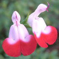 Hot Lips - Chelone lyonii  - Bicolor blooms - 2.5" Pot