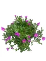 Ocean Sunset Violet Ice Plant - Perennial - Delosperma - Gallon Pot