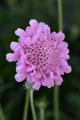 Flutter™ Rose Pink Scabiosa - Long Blooming - Quart Pot