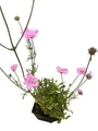 Flutter Rose Pink Scabiosa - Long Blooming - Quart Pot