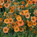 Totally Tangerine Geum Perennial Plant - 2.5" Pot