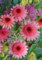 Raspberry Truffle Coneflower - Echinacea - 2.5" Pot