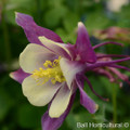 Earlybird™ Purple and Yellow Columbine - Aquilegia - Quart Pot
