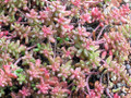 Coral Carpet Sedum - Stonecrop - Gallon Pot