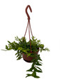 Japhrolepis Lipstick Plant - Aeschynanthus - 4" Mini Hanging Basket