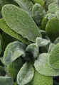 Little Lamb Stachys byzantina Perennial - Quart Pot