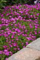 Ocean Sunset™ Violet Ice Plant - Perennial - Delosperma - Quart Pot