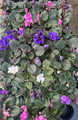 Miniature African Violet - 2" Pot - Great for Terrariums