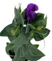 Purple Eustoma Lisianthus - 4" Pot - Rose-like Blooms - Live Plant