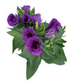Purple Eustoma Lisianthus - 6" Pot - Rose-like Blooms - Live Plant