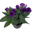 Purple Eustoma Lisianthus - 6" Pot - Rose-like Blooms - Live Plant