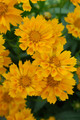Jethro Tull Coreopsis - Fluted Petals - Bungle in the Jungle - Gallon Pot