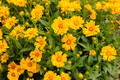Jethro Tull Coreopsis - Fluted Petals - Bungle in the Jungle - Gallon Pot