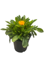 Jethro Tull Coreopsis - Fluted Petals - Bungle in the Jungle - Gallon Pot
