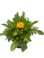 Jethro Tull Coreopsis - Fluted Petals - Bungle in the Jungle - Gallon Pot