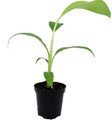 Ice Cream Banana Plant - Musa - 4" Pot