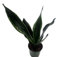 Whitney Snake Plant - Sansevieria - Impossible to kill! - 4" Pot