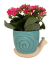 Blue Snail Ceramic Dish Garden with Dark Pink Kalanchoe Succulent House Plant