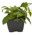 Candy Corn Vine Plant - Cuphea manettia luteorubra - 4.5" Pot