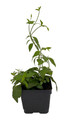 Candy Corn Vine Plant - Cuphea manettia luteorubra - 4.5" Pot