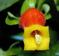 Candy Corn Vine Plant - Cuphea manettia luteorubra - 4.5" Pot