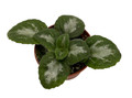 JV Thunderbolt Asian Violet - Primulina - House Plant - 2.5" Pot