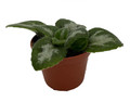 JV Thunderbolt Asian Violet - Primulina - House Plant - 2.5" Pot
