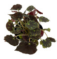 Micro Mo Begonia Plant - 2.5" Pot - Small Leaves - Collector's Series