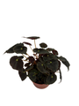 Micro Mo Begonia Plant - 2.5" Pot - Small Leaves - Collector's Series