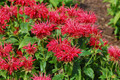 Fire Marshall Bee Balm - Monarda - Perennial - Gallon Pot