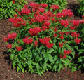 Fire Marshall Bee Balm - Monarda - Perennial - Gallon Pot
