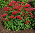 Fire Marshall Bee Balm - Monarda - Perennial - Gallon Pot