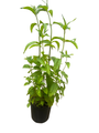 Fire Marshall Bee Balm - Monarda - Perennial - Gallon Pot