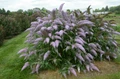 Grand Cascade Butterfly Bush - Buddleia - Perennial - Gallon Pot