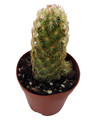 Lady Fingers Cactus - Mammillaria Elongata - 2 Pack in 2" Pots