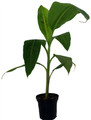 Dwarf Cavendish Banana Plant - Musa - 4" Pot
