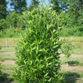 Yardline™ Viburnum - 4" Pot - Proven Winners