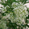 Yardline™ Viburnum - 4" Pot - Proven Winners