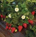 Everbearing Strawberry Plant - 6" Pot - Berries all Summer!