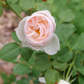 Flavorette Pear'd™ Rose - Proven Winners - 4" Pot