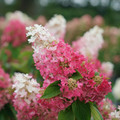 Pinky Winky Prime® Panicle Hydrangea Bush - Proven Winners - 4" Pot
