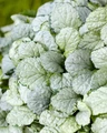 Princess Elsa Bugleweed - Ajuga - New! - Quart Pot