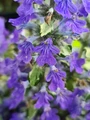 Princess Elsa Bugleweed - Ajuga - New! - Quart Pot