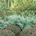 Splendid!™ Blue Highbush Blueberry - Vaccinium corymbosum - 4" Pot - No Shipping to Washington State or Oregon